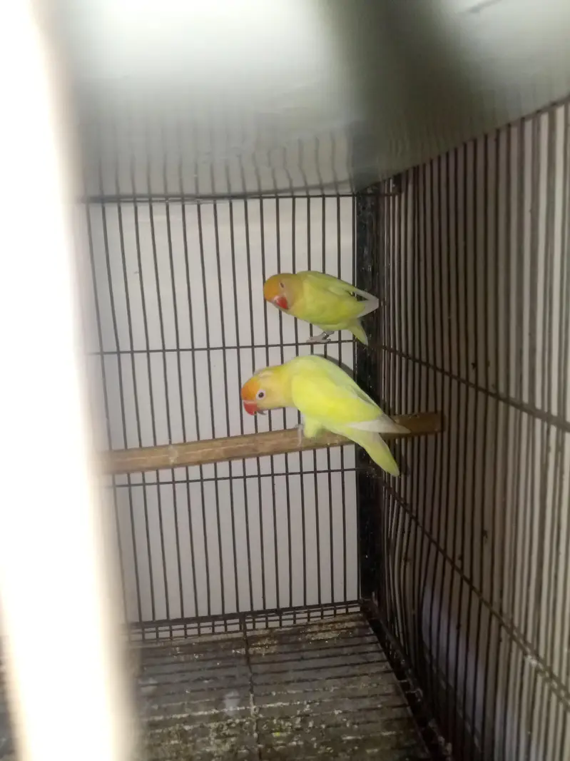 lovebirds — photo 4