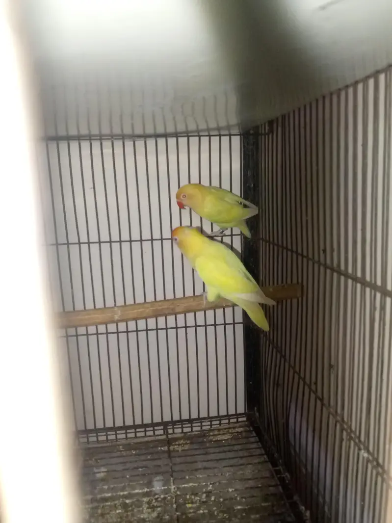 lovebirds — photo 5