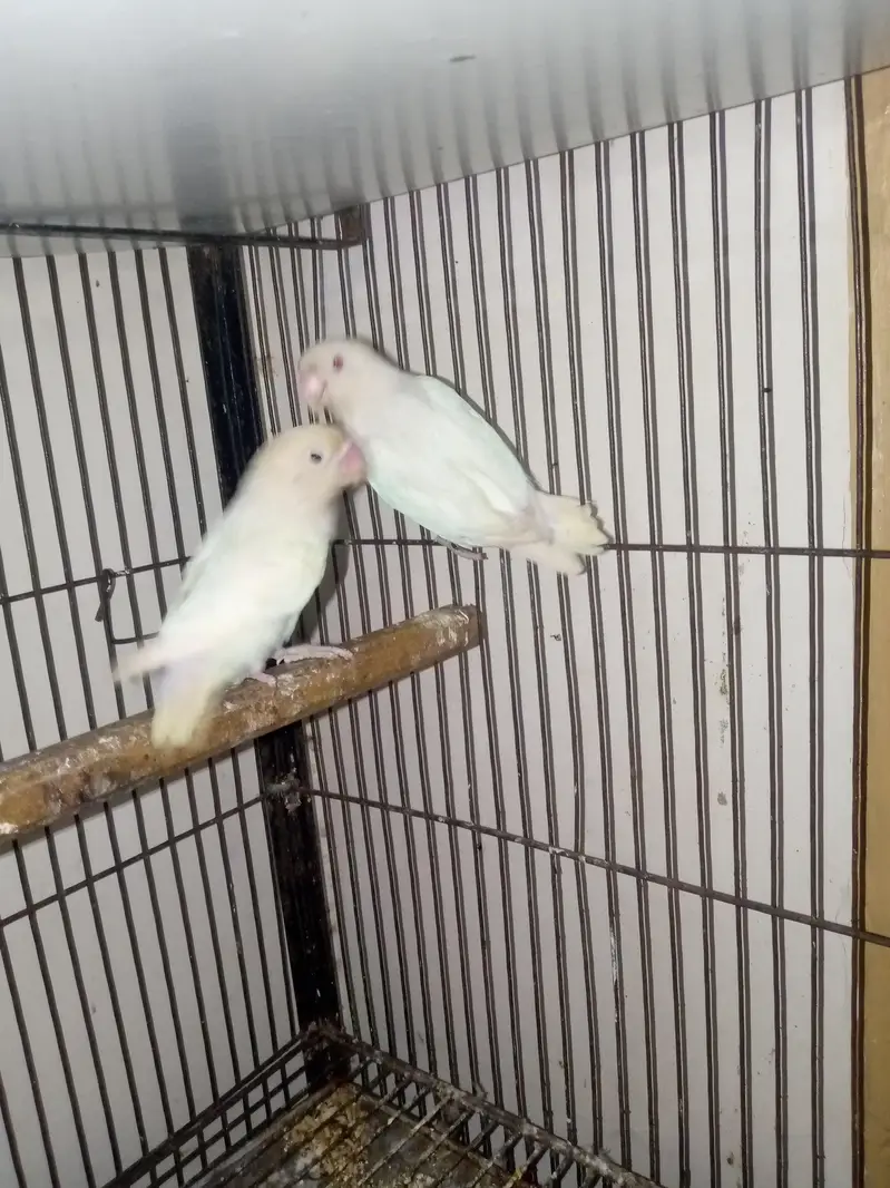 lovebirds — photo 6