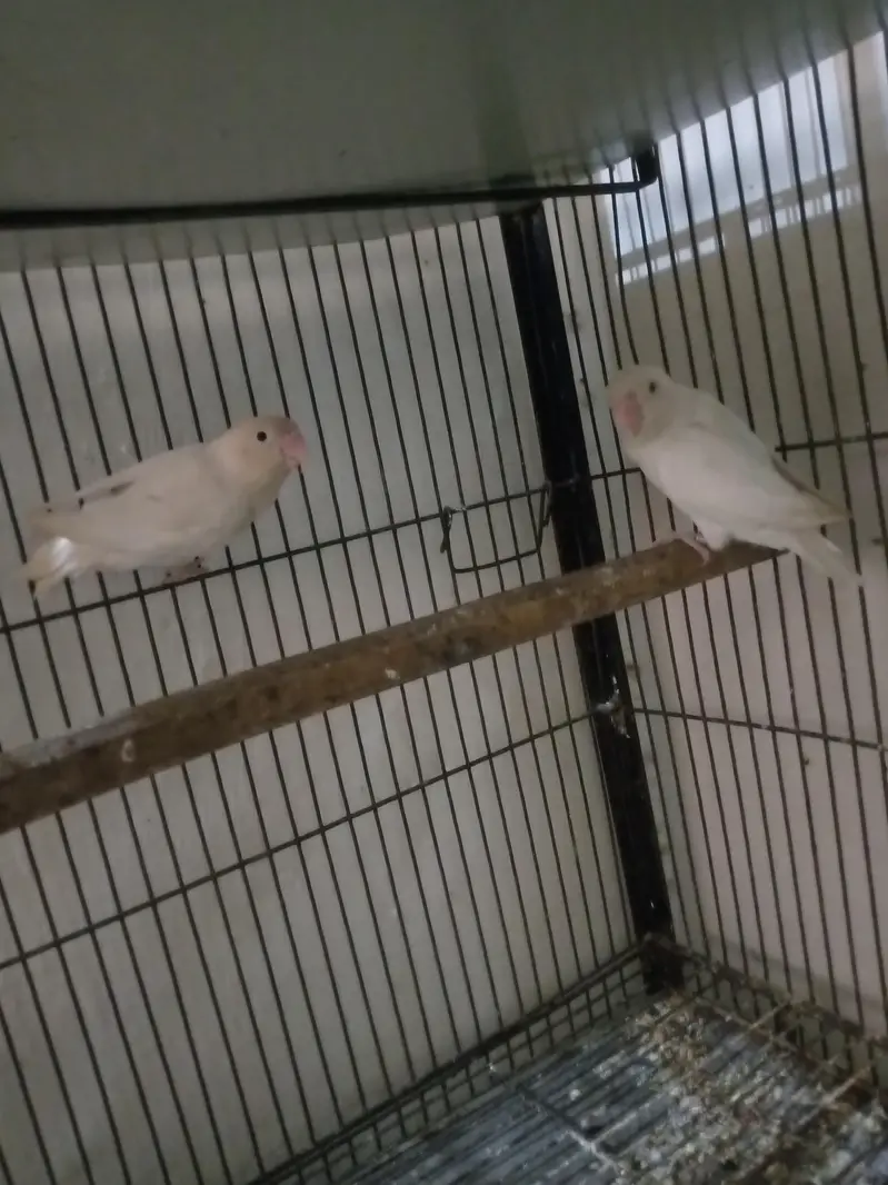 lovebirds — photo 7