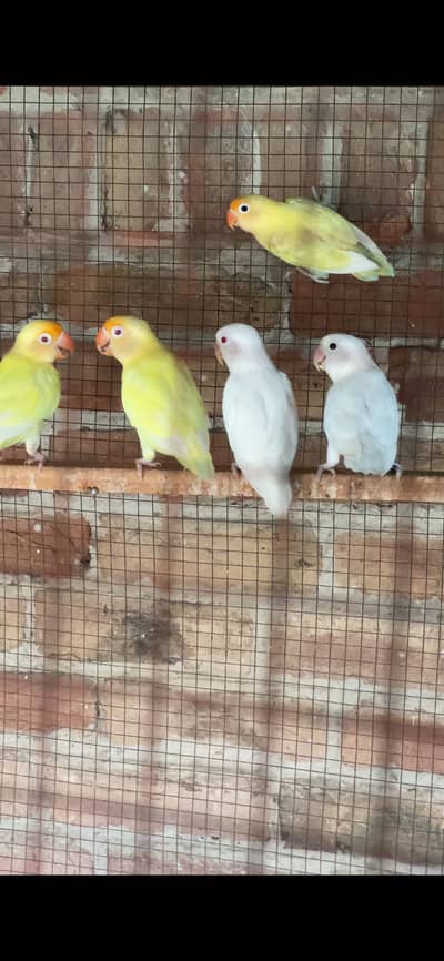 Lovebirds confirm breeder pair  with history, contact 03077965568