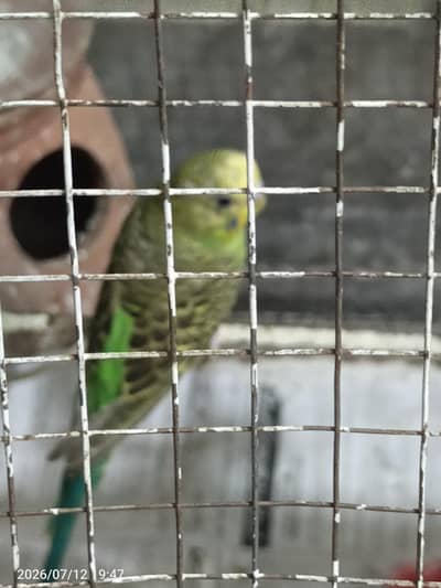 parrot
