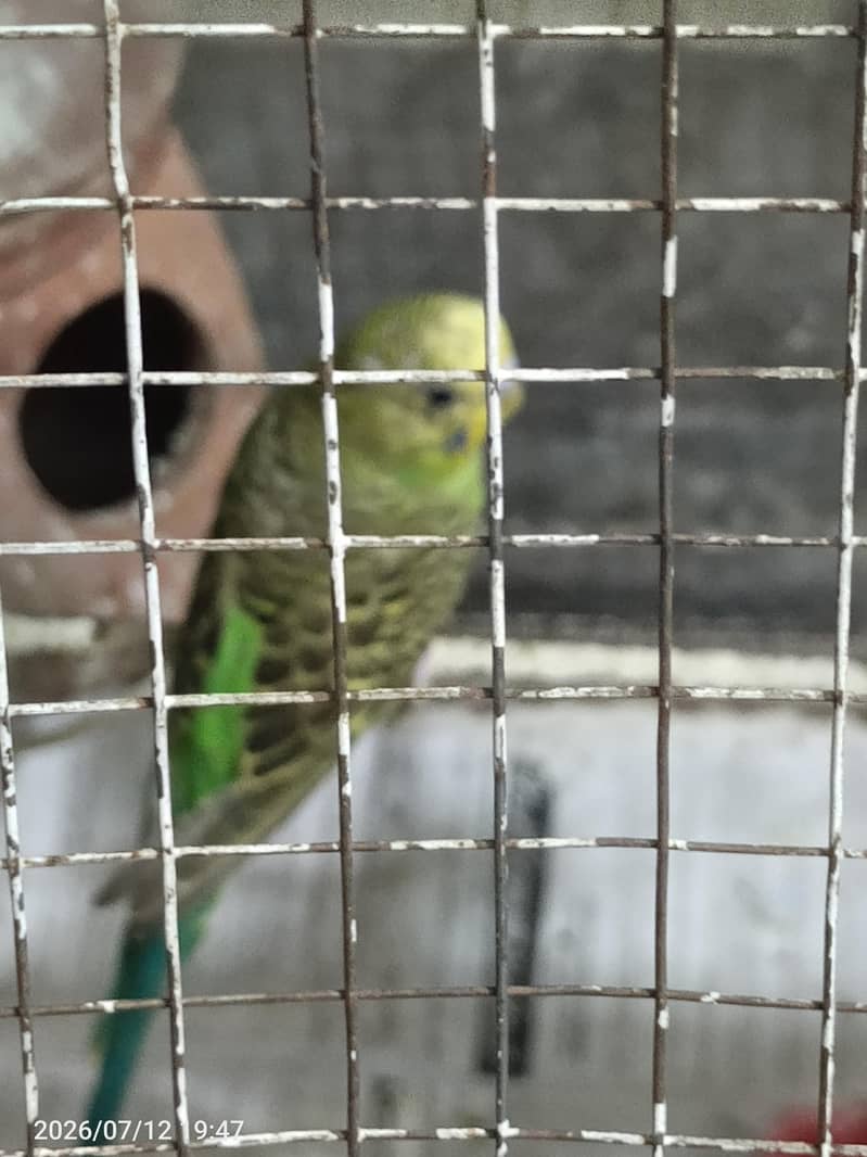 parrot 0