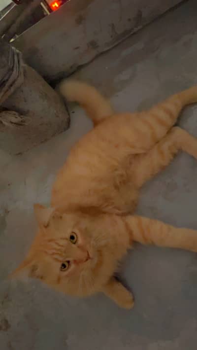 Persian Cat for sale