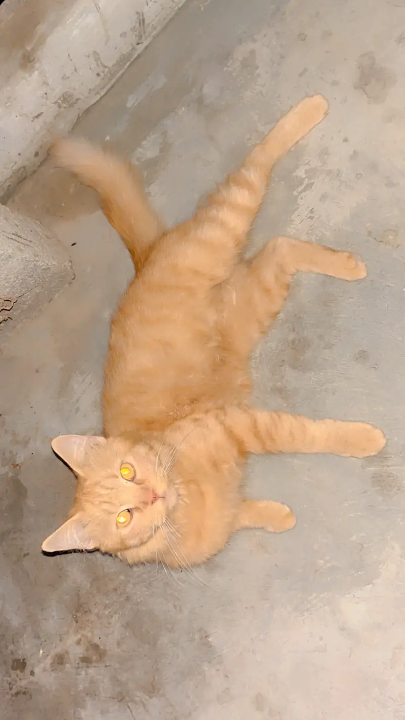 Persian Cat for sale — photo 2