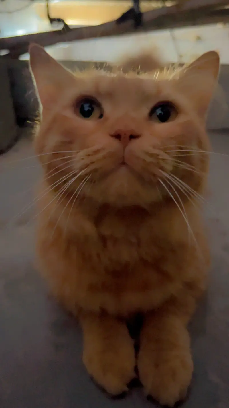 Persian Cat for sale — photo 3
