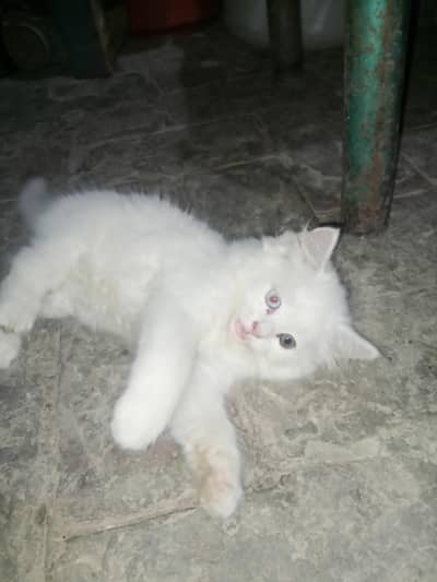 Pure White Persion Kitten Blue Eyes 