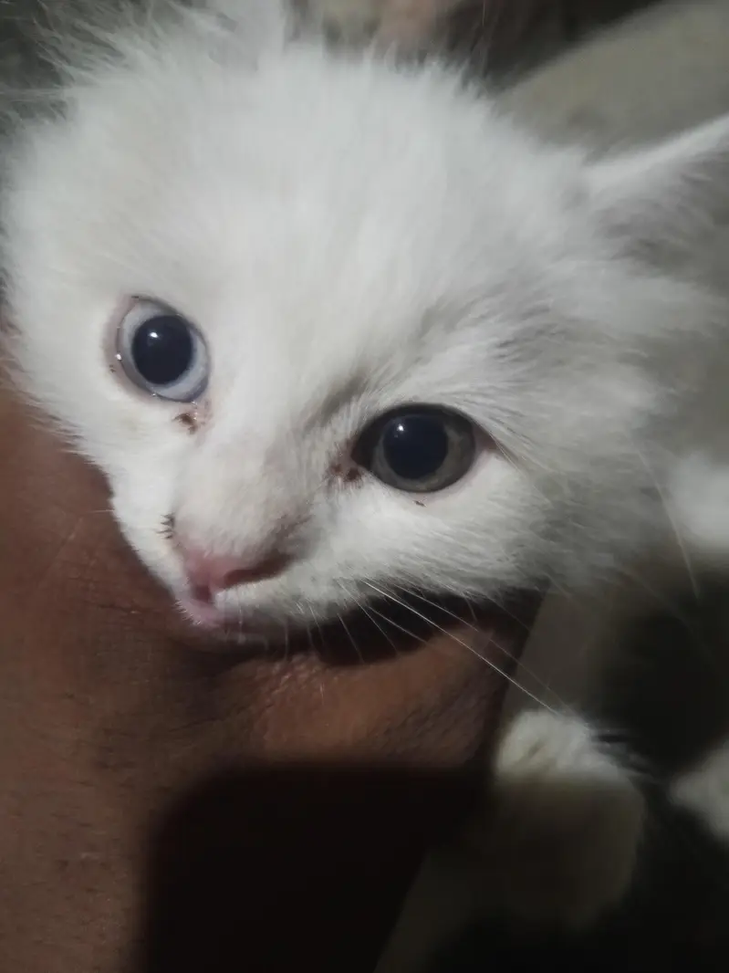 Pure White Persion Kitten Blue Eyes — photo 2