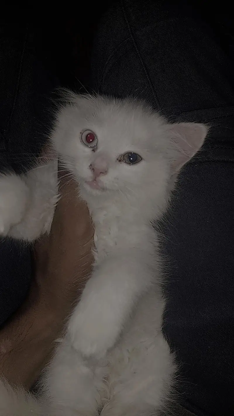 Pure White Persion Kitten Blue Eyes — photo 3