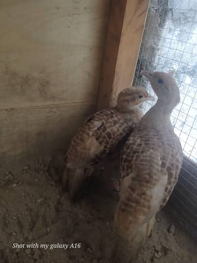 Irani teeter female