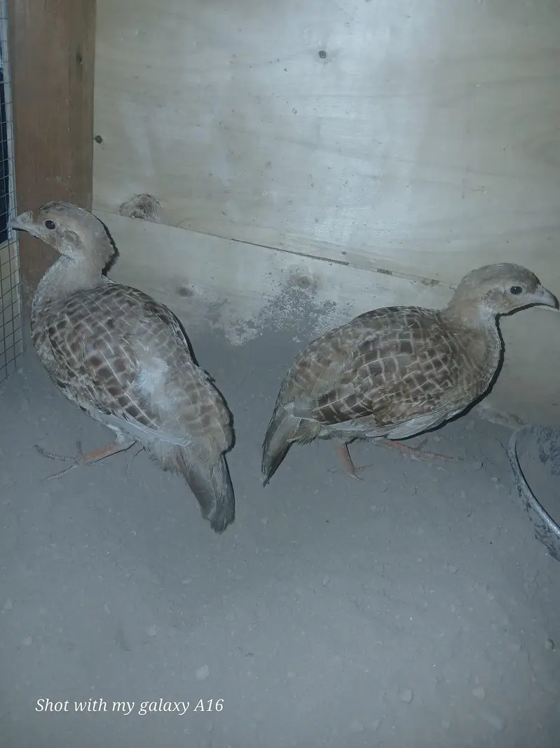Irani teeter female — photo 2