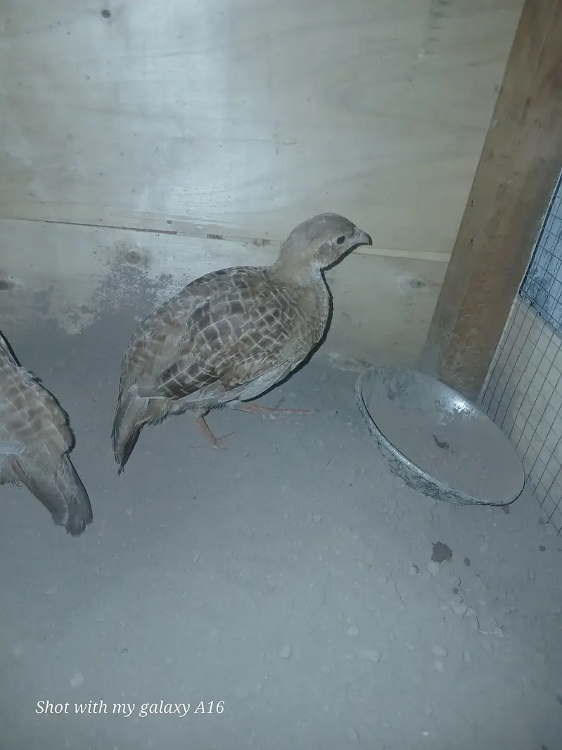 Irani teeter female — photo 3