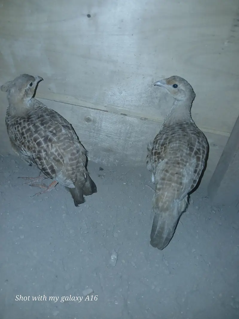 Irani teeter female — photo 4