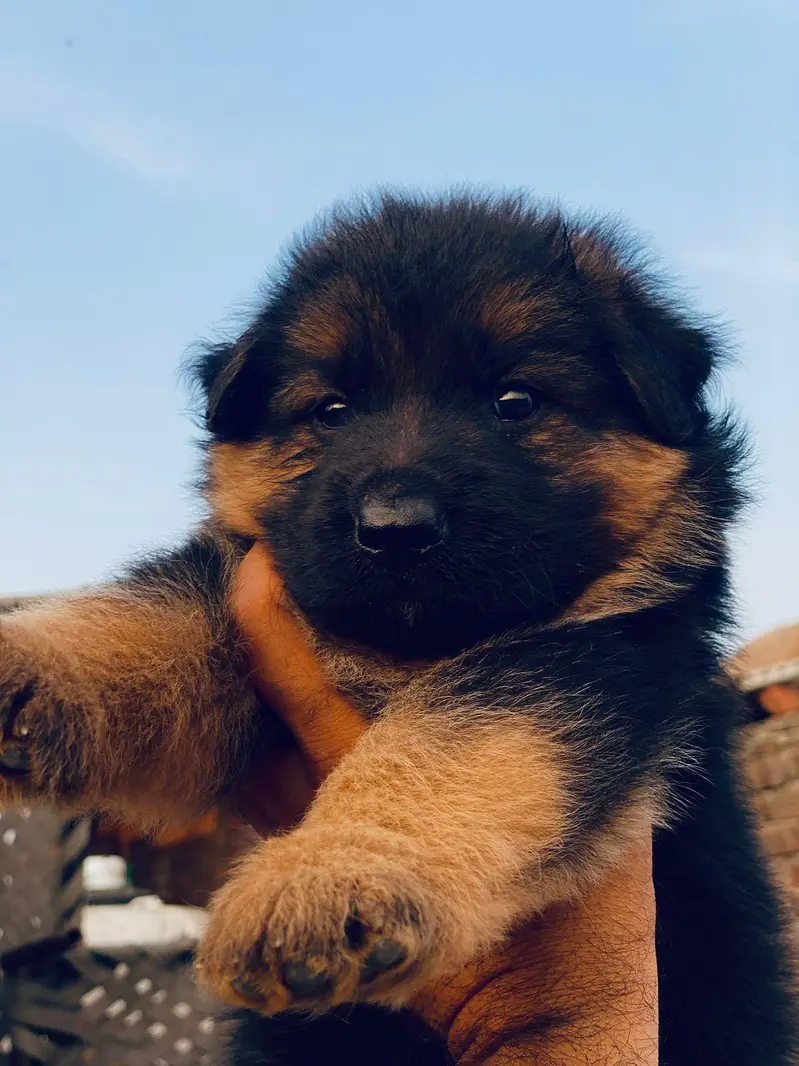 German shepherd Puppy Long Coat — photo 2