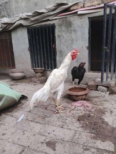 heera aseel chicks and male available