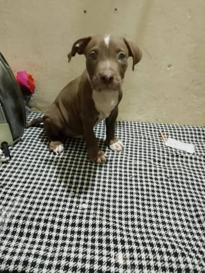pitbull female puppy