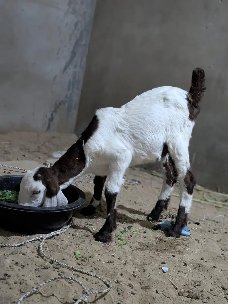Faisalabad goat baby for sell — photo 2