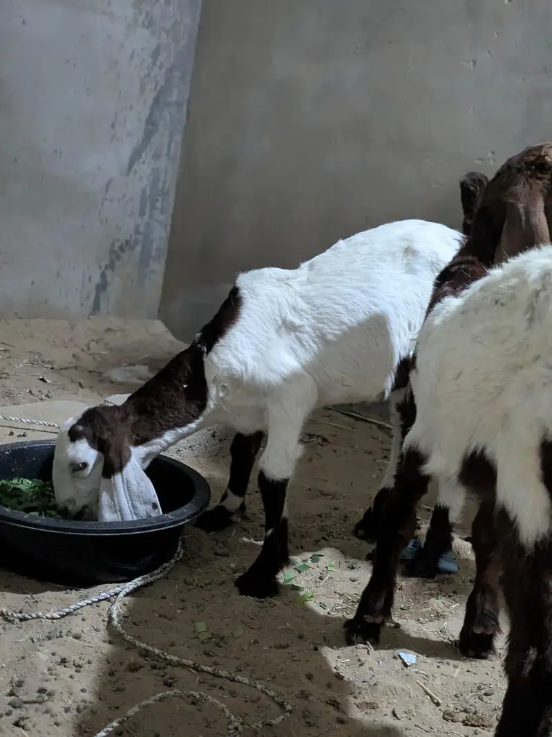 Faisalabad goat baby for sell — photo 3