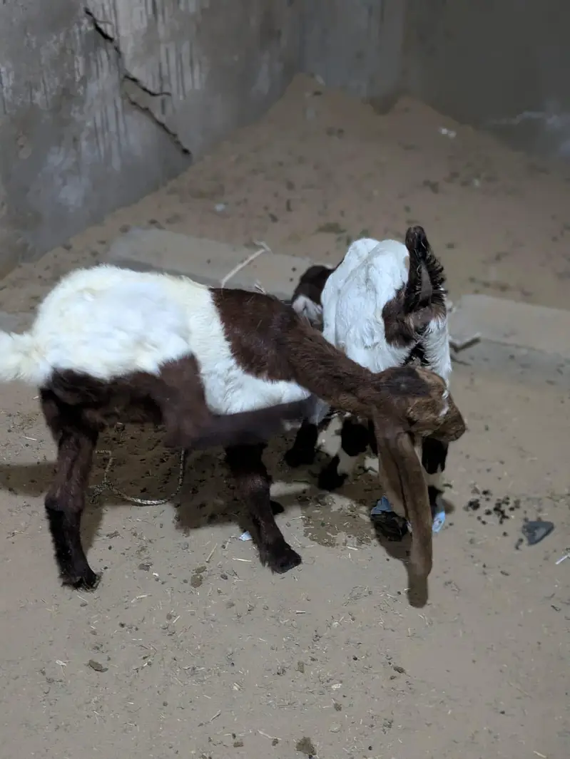 Faisalabad goat baby for sell — photo 4
