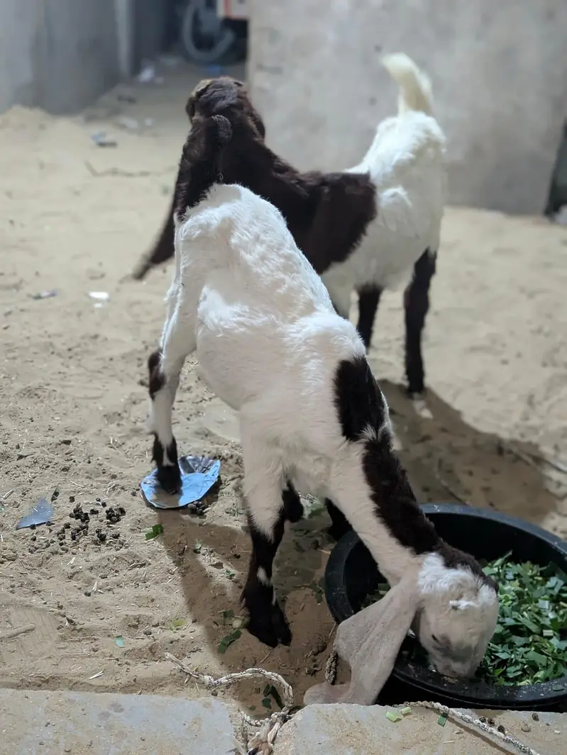 Faisalabad goat baby for sell — photo 5