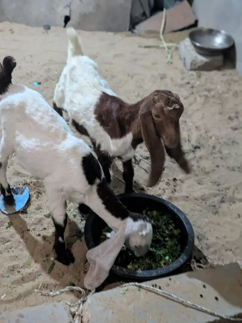 Faisalabad goat baby for sell — photo 6
