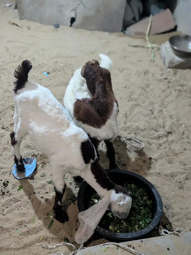 Faisalabad goat baby for sell — photo 7