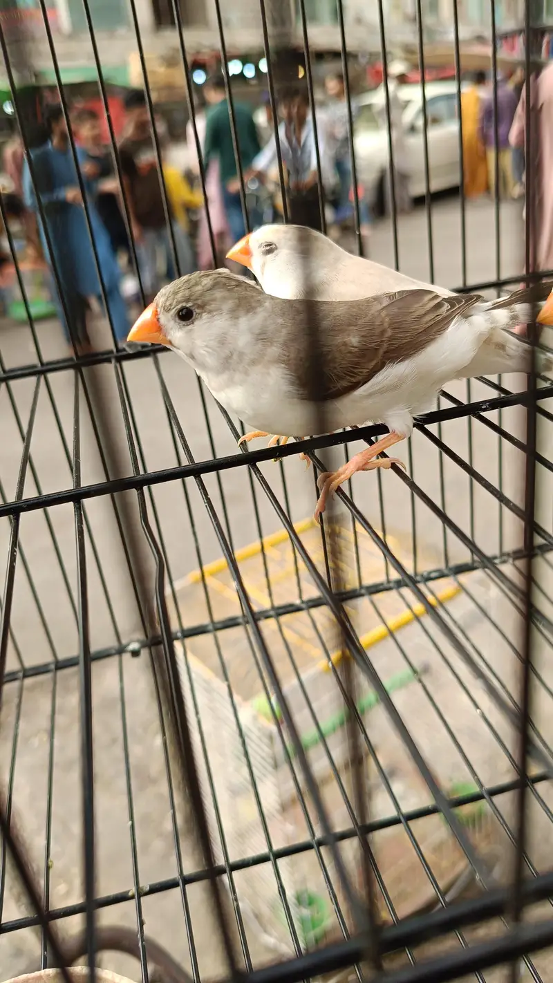 penguin female finch