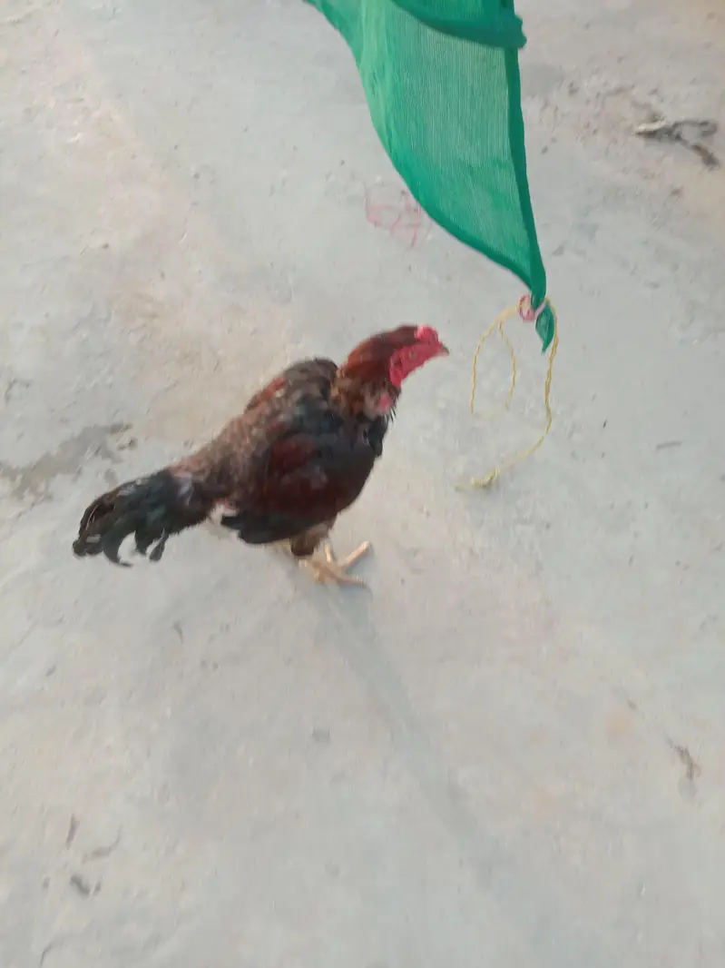 aseel lakha murgay or lakhi murgi — photo 2