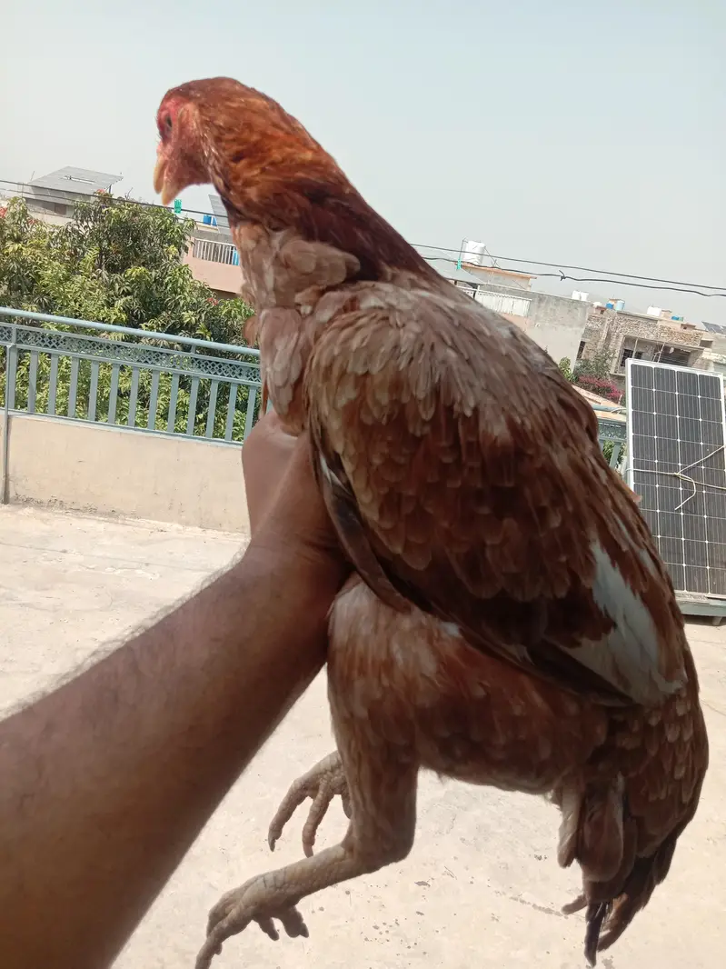 aseel lakha murgay or lakhi murgi — photo 3