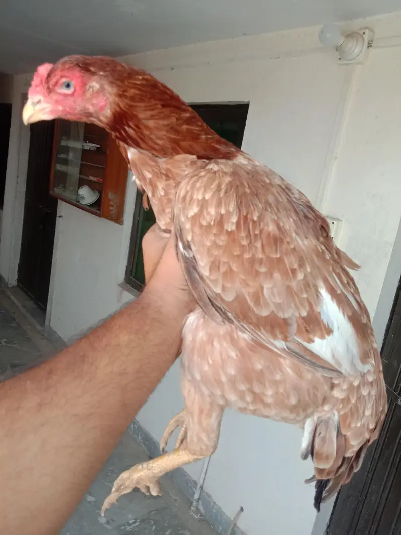 aseel lakha murgay or lakhi murgi — photo 4