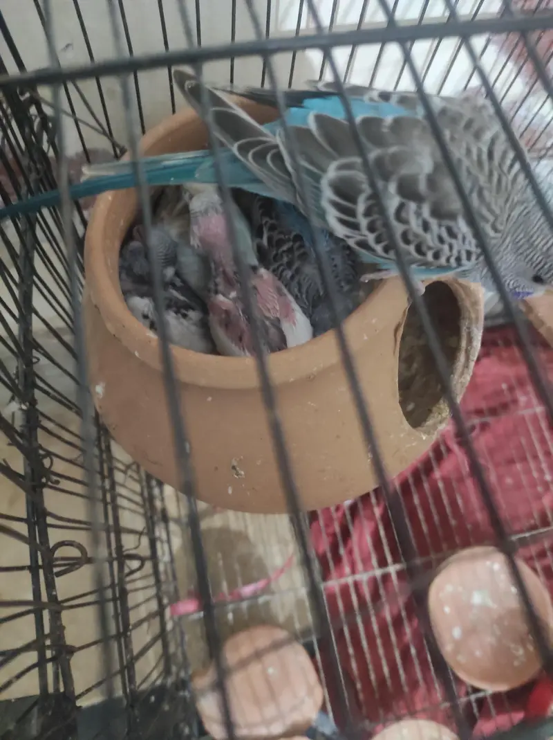 full setup for sales. . budgues with chicks — photo 2