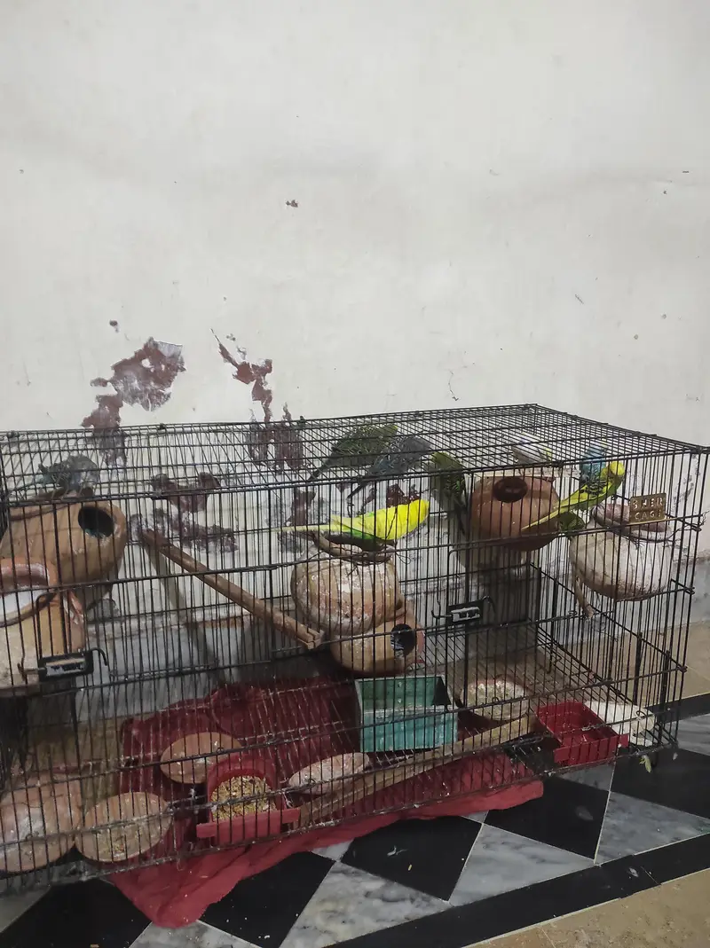 full setup for sales. . budgues with chicks — photo 3