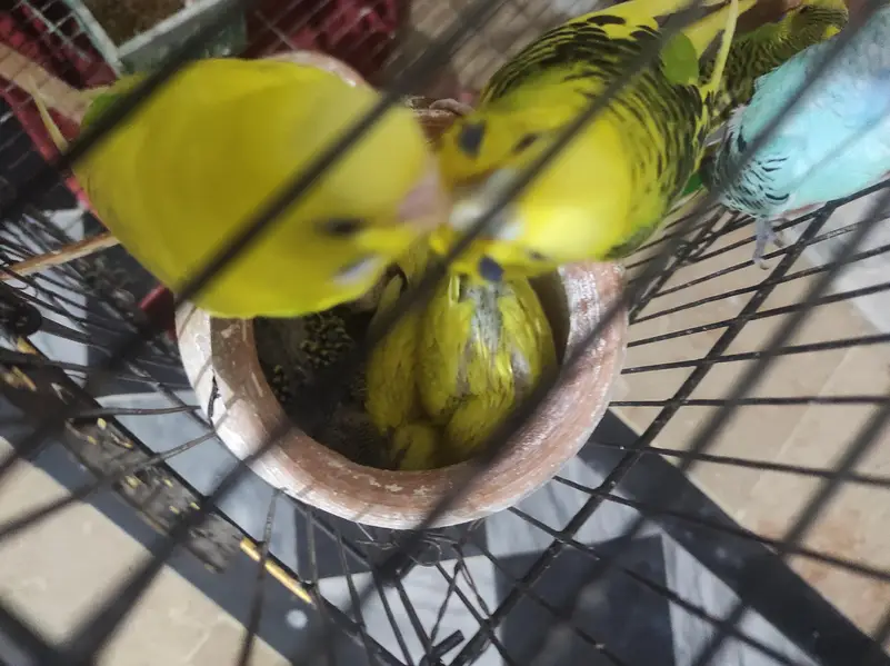 full setup for sales. . budgues with chicks — photo 4
