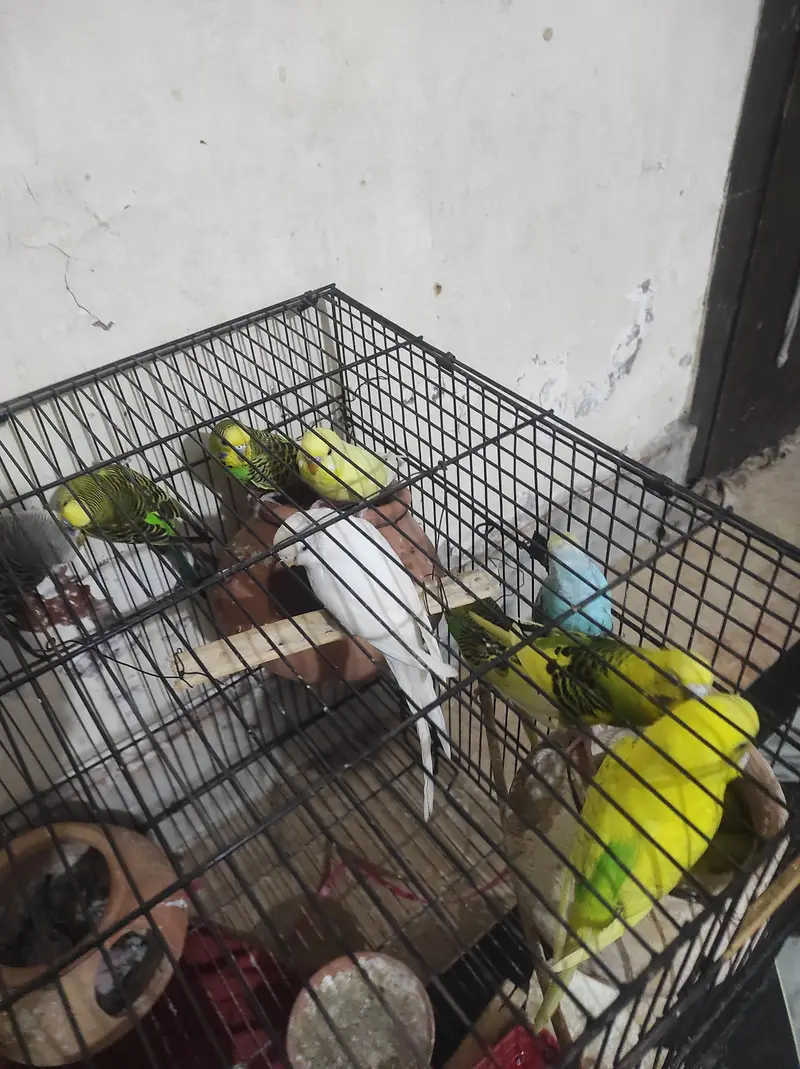 full setup for sales. . budgues with chicks — photo 5