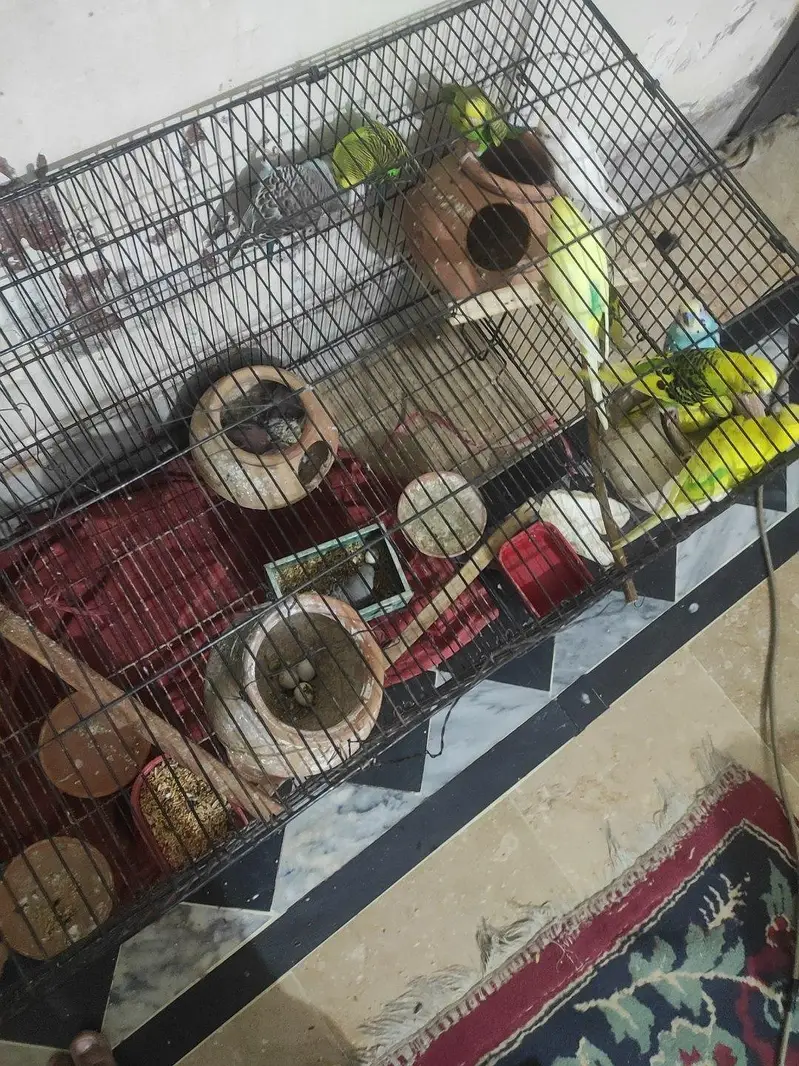 full setup for sales. . budgues with chicks — photo 6
