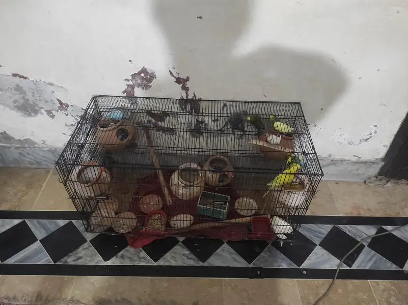 full setup for sales. . budgues with chicks — photo 7