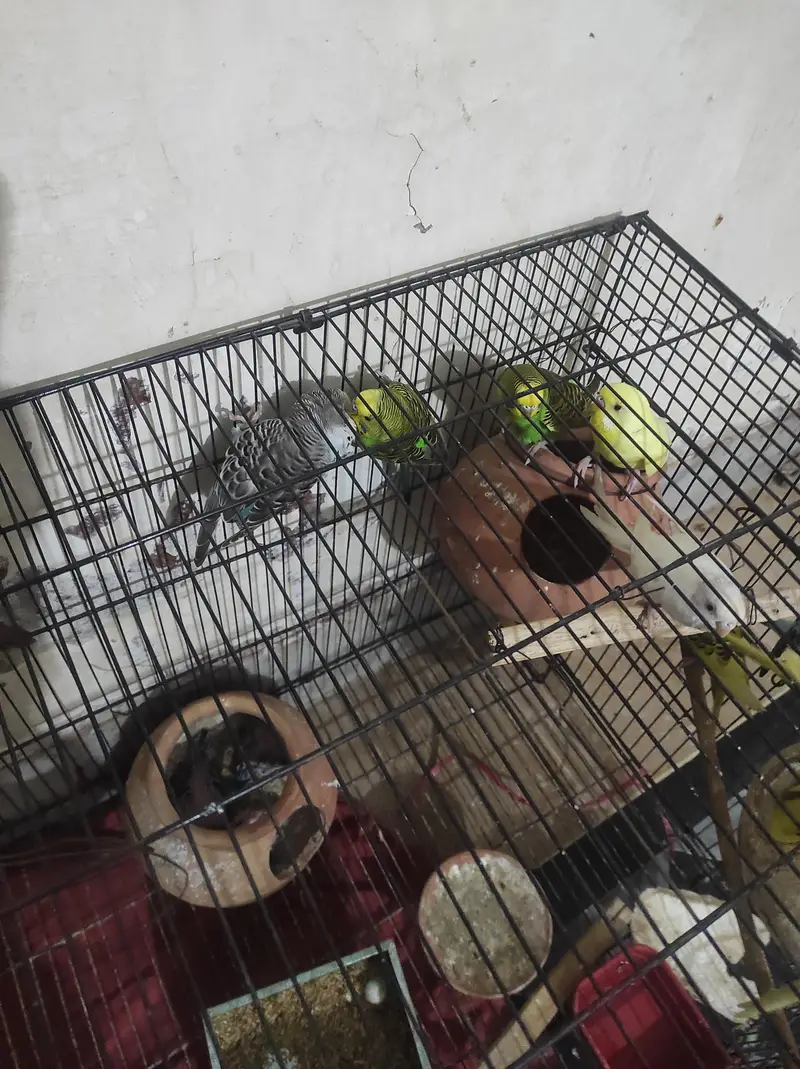 full setup for sales. . budgues with chicks — photo 8