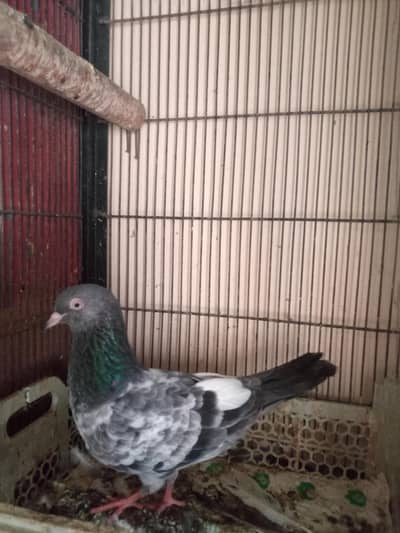 Breeder Female