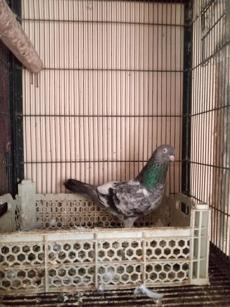 Breeder Female — photo 2