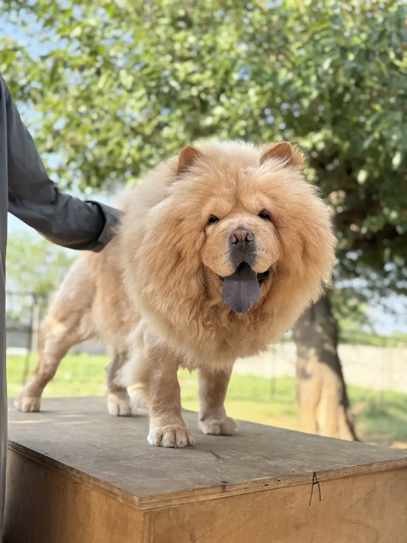 Pedigree Imported Chow Chow Female