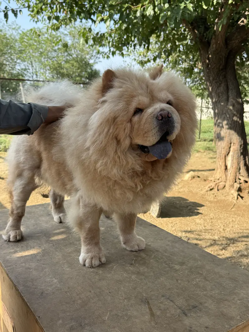 Pedigree Imported Chow Chow Female — photo 2
