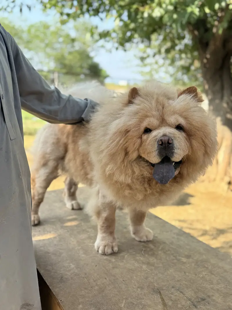 Pedigree Imported Chow Chow Female — photo 3