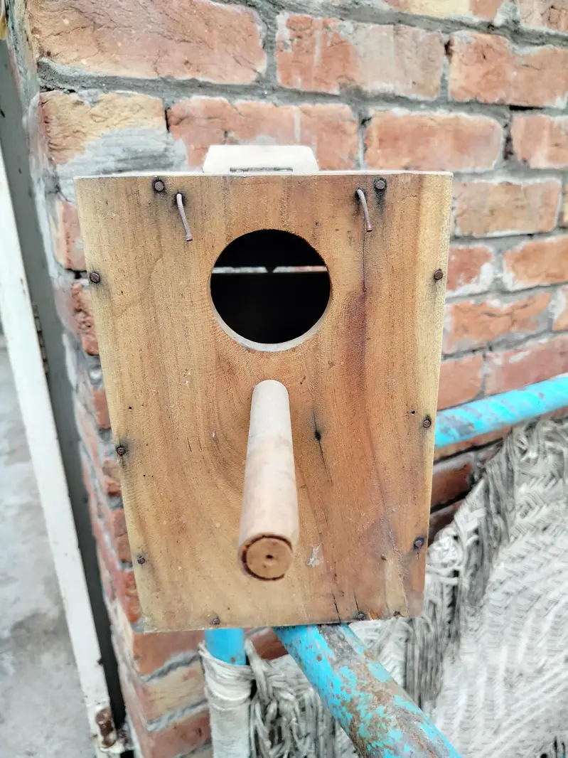 lovebirds boxes