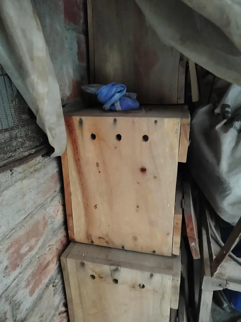 lovebirds boxes — photo 6