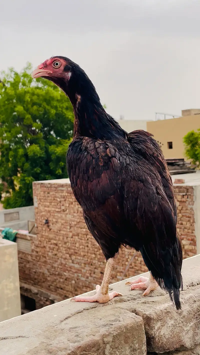 O size my hai bhot achi madi hai 1.5 inch nalii my hai — photo 3