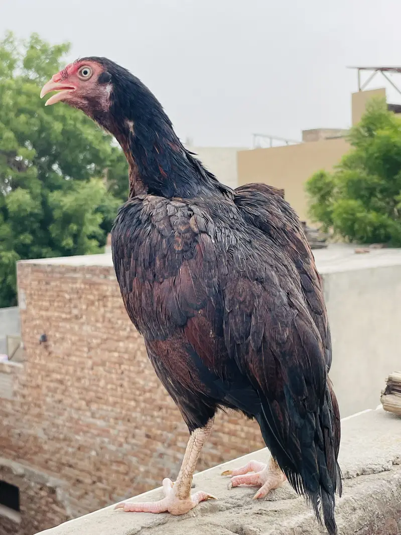 O size my hai bhot achi madi hai 1.5 inch nalii my hai — photo 4
