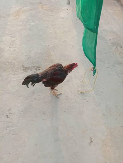 aseel pair lakha or lakhi