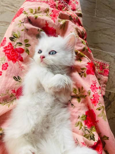 100% Pure Persian Triple Cotted Bread.