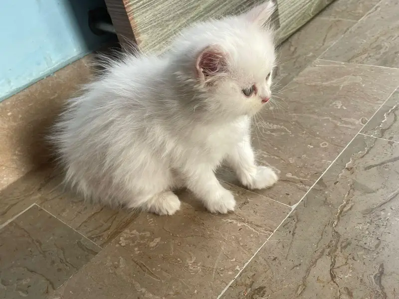 100% Pure Persian Triple Cotted Bread. — photo 6