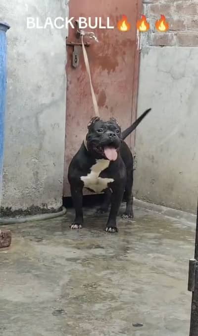 Supreme quality pups(ameican/bully/pitbull)